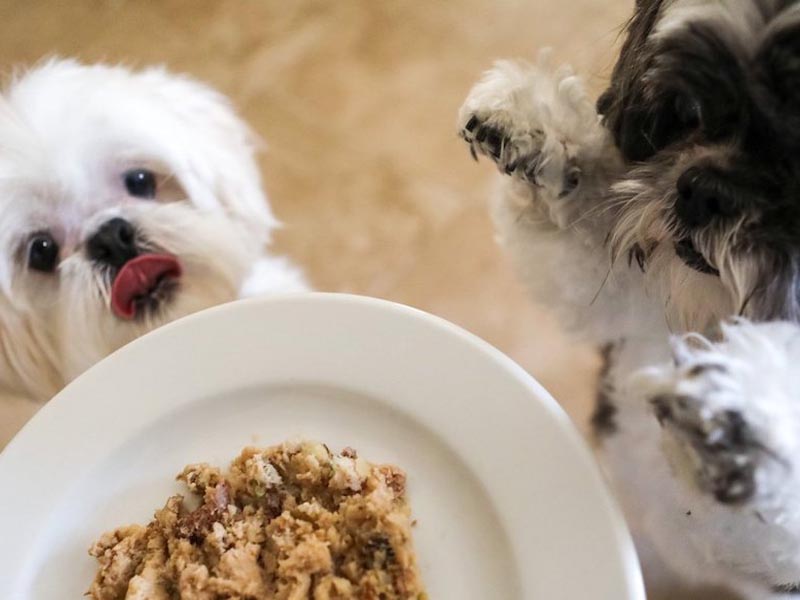 A Blend of Deliciousness and Health for your Dogs
